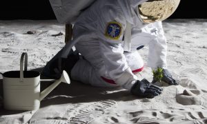 Посаженный на Луне хлопок не пережил ночь