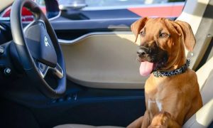 В электромобилях Tesla появился режим для собак