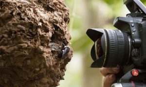 Видео: исследователи обнаружили «летучего бульдога» - вымершую гигантскую пчелу