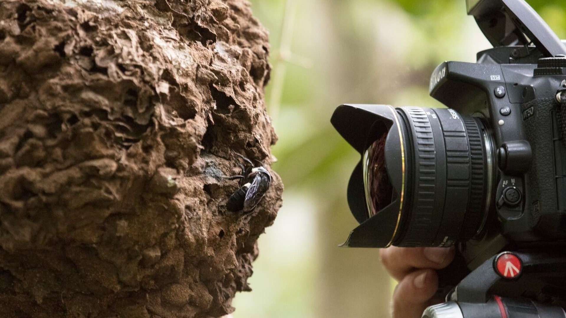 Видео: исследователи обнаружили «летучего бульдога» - вымершую гигантскую пчелу