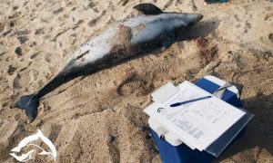 Фото: в оккупированном Крыму истребляют дельфинов