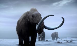Фото: ученые смогли «разбудить» клетки древнего мамонта