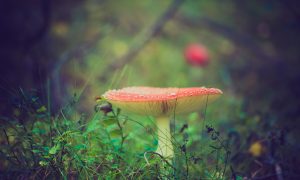 Галлюциногенные грибы способны усиливать творческий потенциал и эмпатию