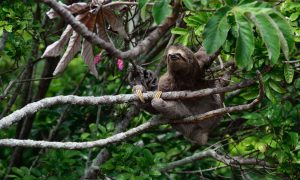 По вине человека к 2070 году могут исчезнуть 1700 видов животных