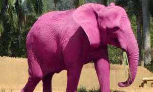 Видео: в Африке увидели необычного розового слоненка