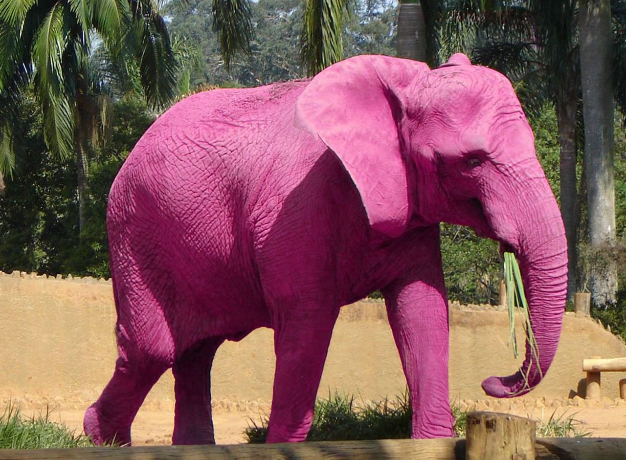 Видео: в Африке увидели необычного розового слоненка