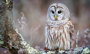 Фото: в Чернобыле зафиксировали рекордное количество редких птиц