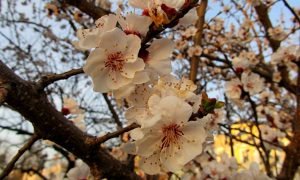 Фото: в украинской Бессарабии уже вовсю цветут сады