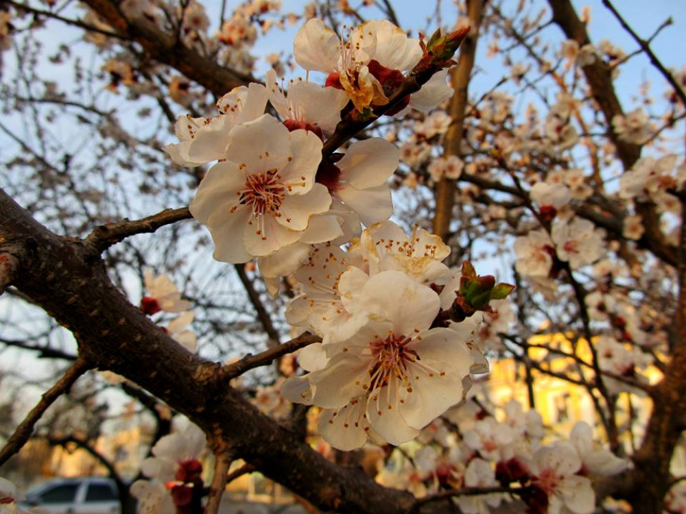 Фото: в украинской Бессарабии уже вовсю цветут сады