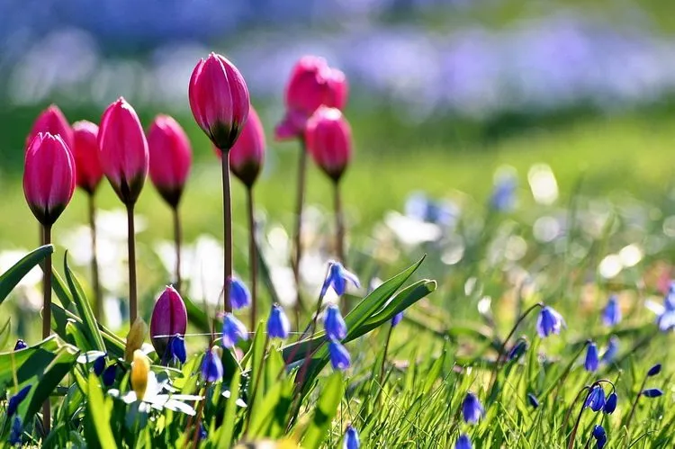 Погода 8 травня: синоптики обіцяють до +20° і майже без опадів