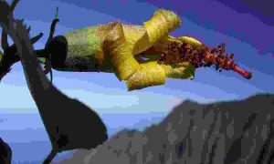 На Гавайях обнаружили вымерший цветок