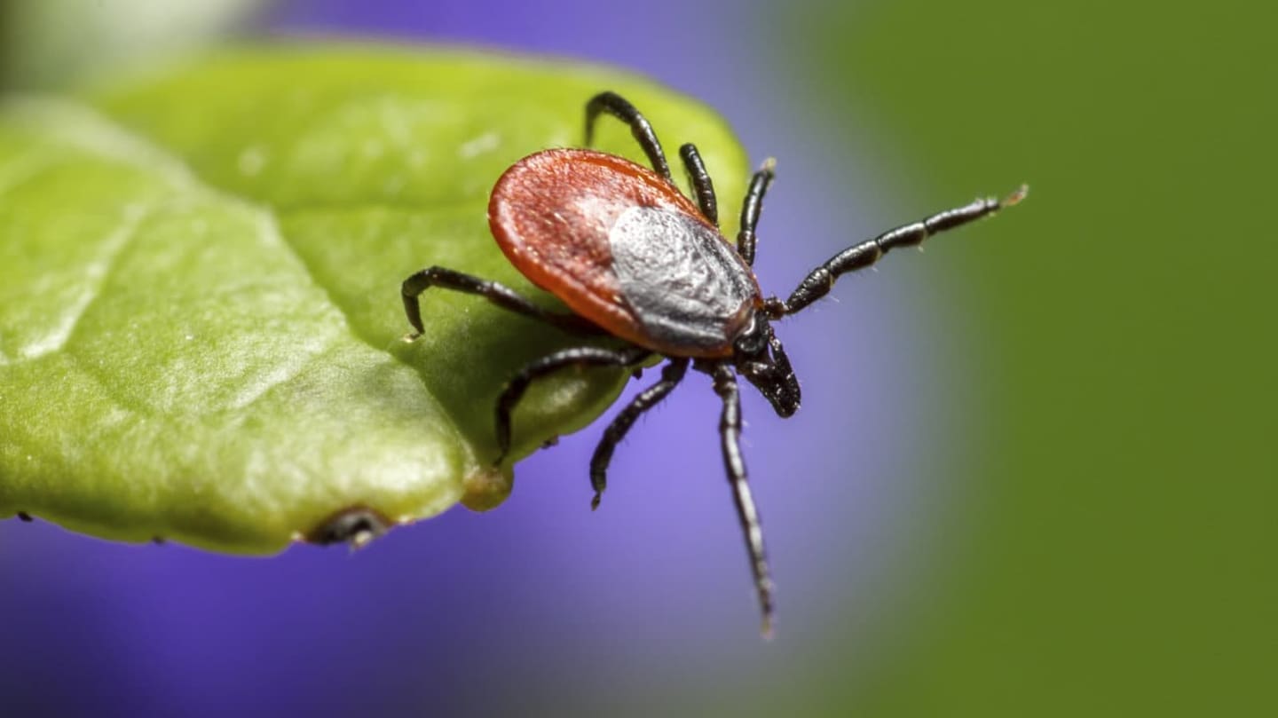 Українцям порадили п'ять методів захисту від кліщів