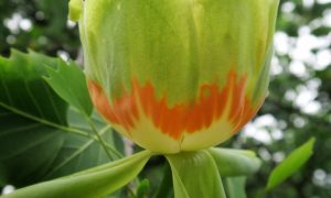 Фото: в Ужгороде расцвели экзотические деревья