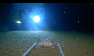 На дне Марианской впадины нашли пластиковый пакет