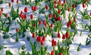 Фото: Бельгию засыпал майский снегопад