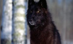 Фото: у столиці помітили вовка, якого вигулював чоловік 