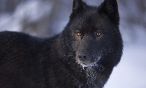 Зоологи предупредили об опасных волках-гибридах под Харьковом