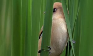 Фото птицы с озера Вырлица попало в National Geographic