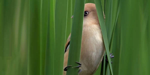 Фото птицы с озера Вырлица попало в National Geographic