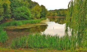 Когда реконструируют парк «Нивки»