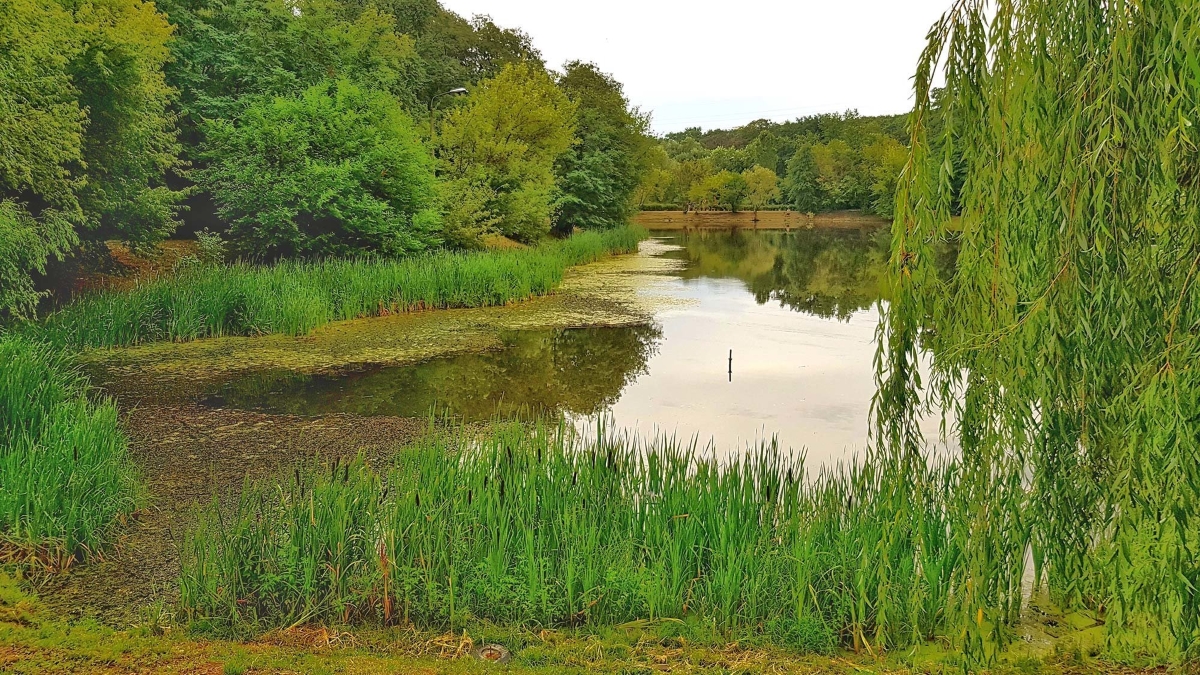 Когда реконструируют парк «Нивки»