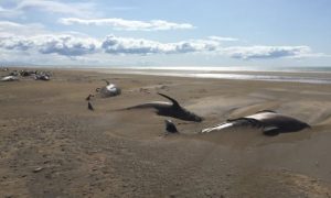 Фото: десятки черных дельфинов выбросились на берег в Исландии