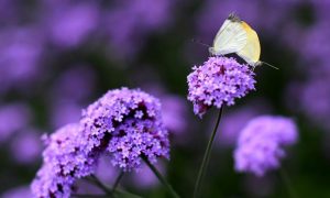 Фото: в Китае изящно цветёт вербена