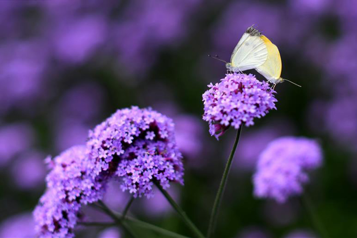 Фото: в Китае изящно цветёт вербена