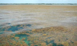 Фото: Атлантический океан оккупировали морские водоросли