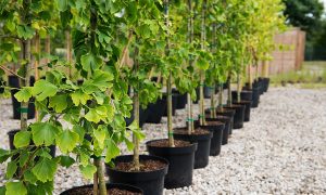 В Киеве бесплатно раздадут саженцы деревьев