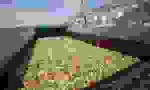 В Херсоне готовят баржу с арбузами для Киева: названа дата отправления