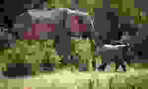 Человечество за 50 лет уничтожило половину животных в лесах планеты