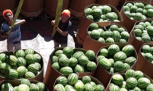 Фото: 400 тонн херсонских арбузов уже на Киевщине