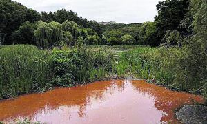 Оранжевая вода: в Киеве неизвестные отравили городские пруды