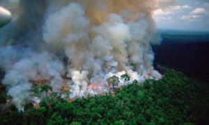 Видео: плагин для Chrome, который напоминает о пожарах на Амазонке