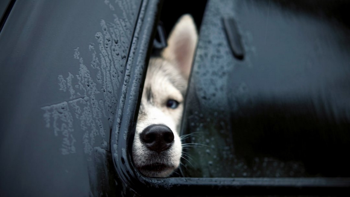 Украинская школьница получила полмиллиона за гаджет для спасения людей