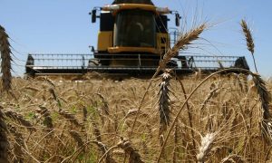 Украина станет членом фонда сельскохозяйственного развития ООН: что это даст стране