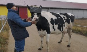 В России коровам выдали очки виртуальной реальности