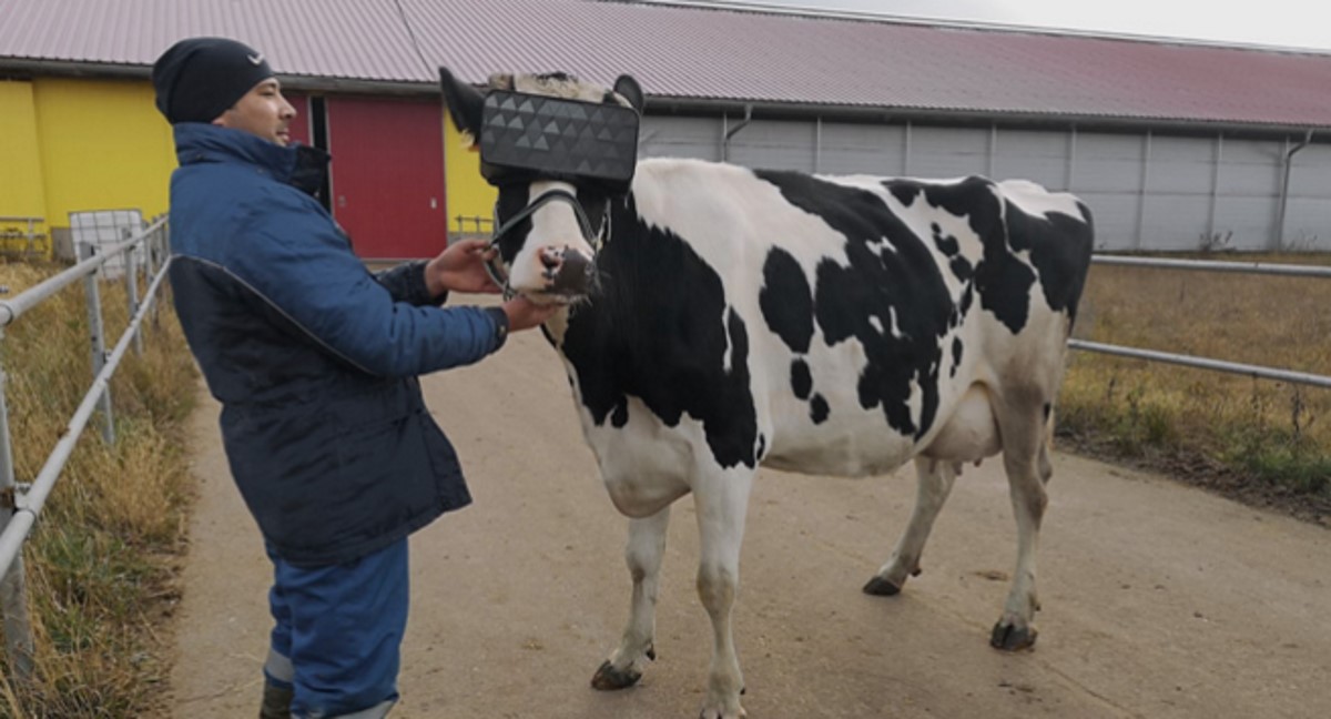 В России коровам выдали очки виртуальной реальности
