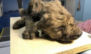 В Сибири нашли останки древнейшей собаки