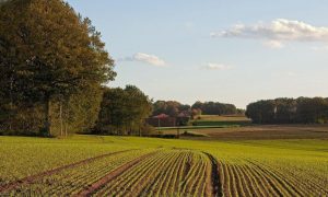 Собака на сене: маленький украинец и продажа земли