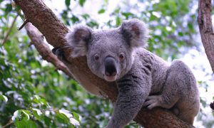 Сотни коал погибли из-за лесных пожаров в Австралии
