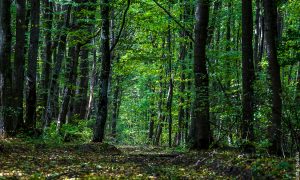 В Украине начал работу проект «Лес в смартфоне»