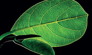 Ученые научились производить топливо с помощью искусственного фотосинтеза