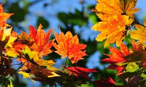 Зростання тарифів на газ, запуск нової митниці, е-права та інші нововведення листопада 2019