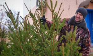 В Украине начался сезон продаж новогодних ёлок