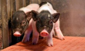 В Китае родились генетически совместимые с человеком свиньи