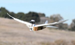 Создан первый робот с крыльями из перьев