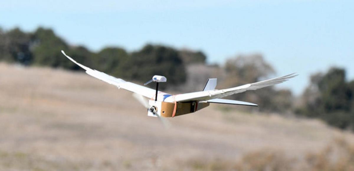 Создан первый робот с крыльями из перьев