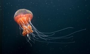 Ученые создали медуз-киборгов для глубоководных исследований